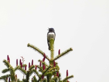 2023年5月27日(土) 高鉢駐車場の野鳥観察記録