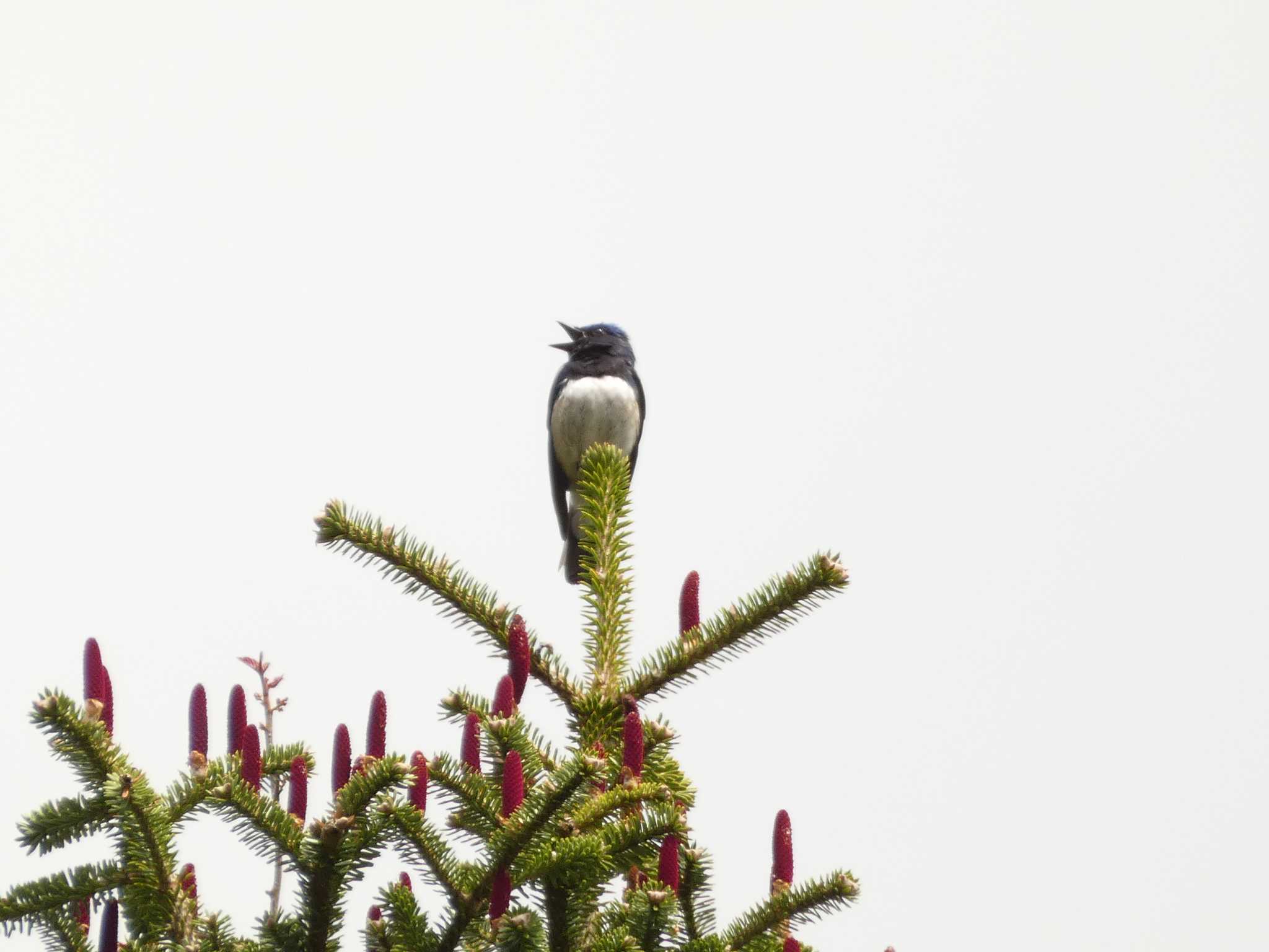 Blue-and-white Flycatcher