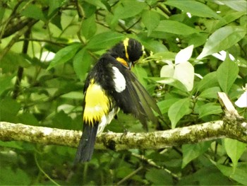 Sat, 5/27/2023 Birding report at 丸火自然公園