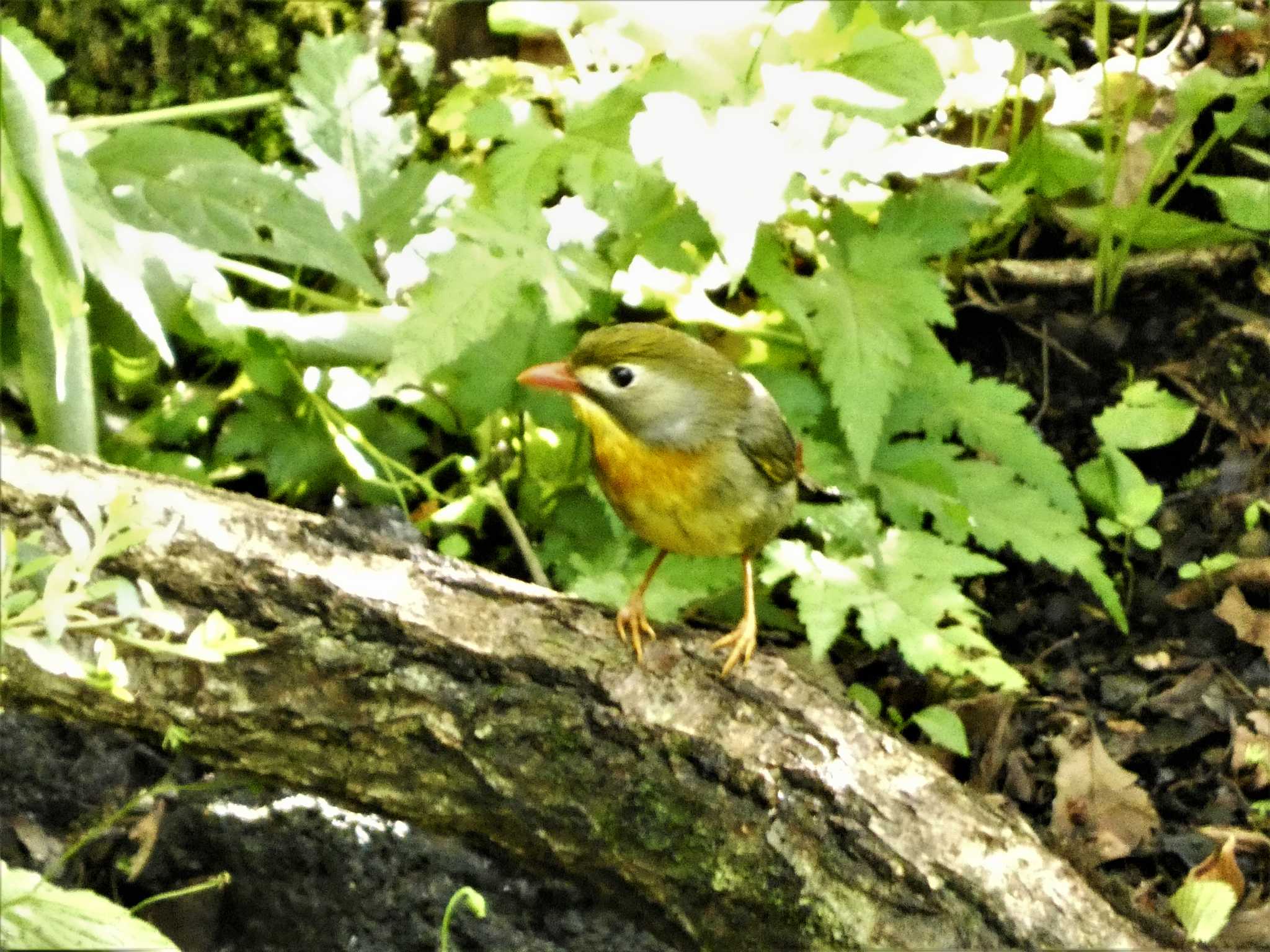 ソウシチョウ