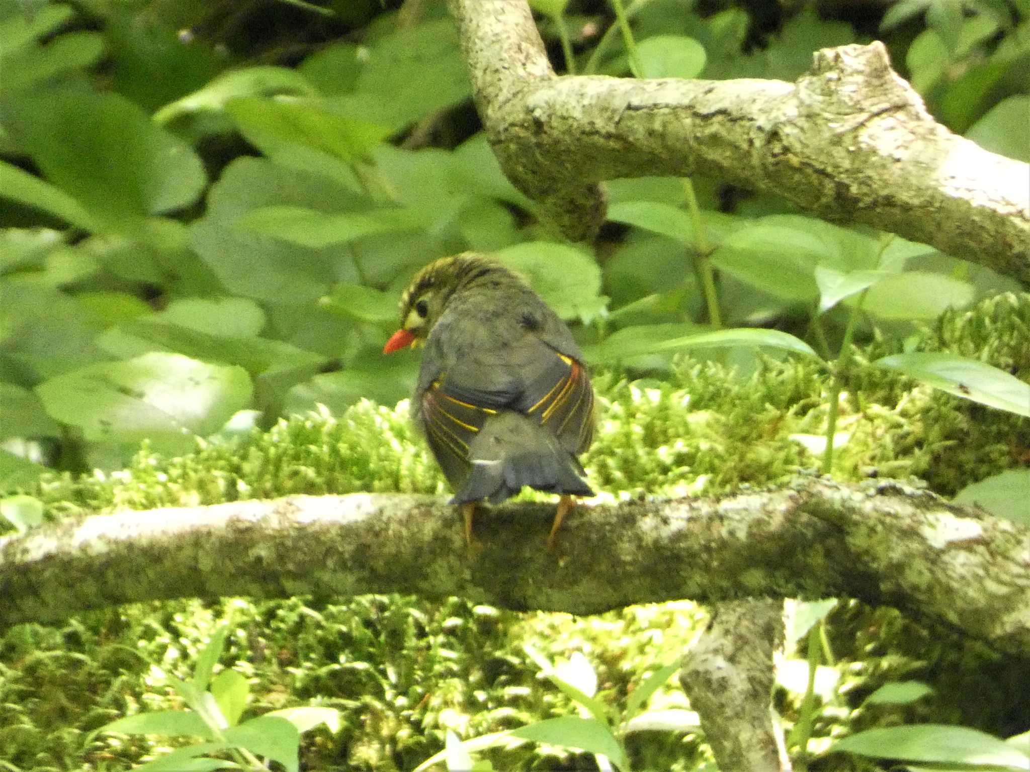 ソウシチョウ