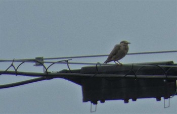 White-cheeked Starling 大池公園 Wed, 8/16/2023