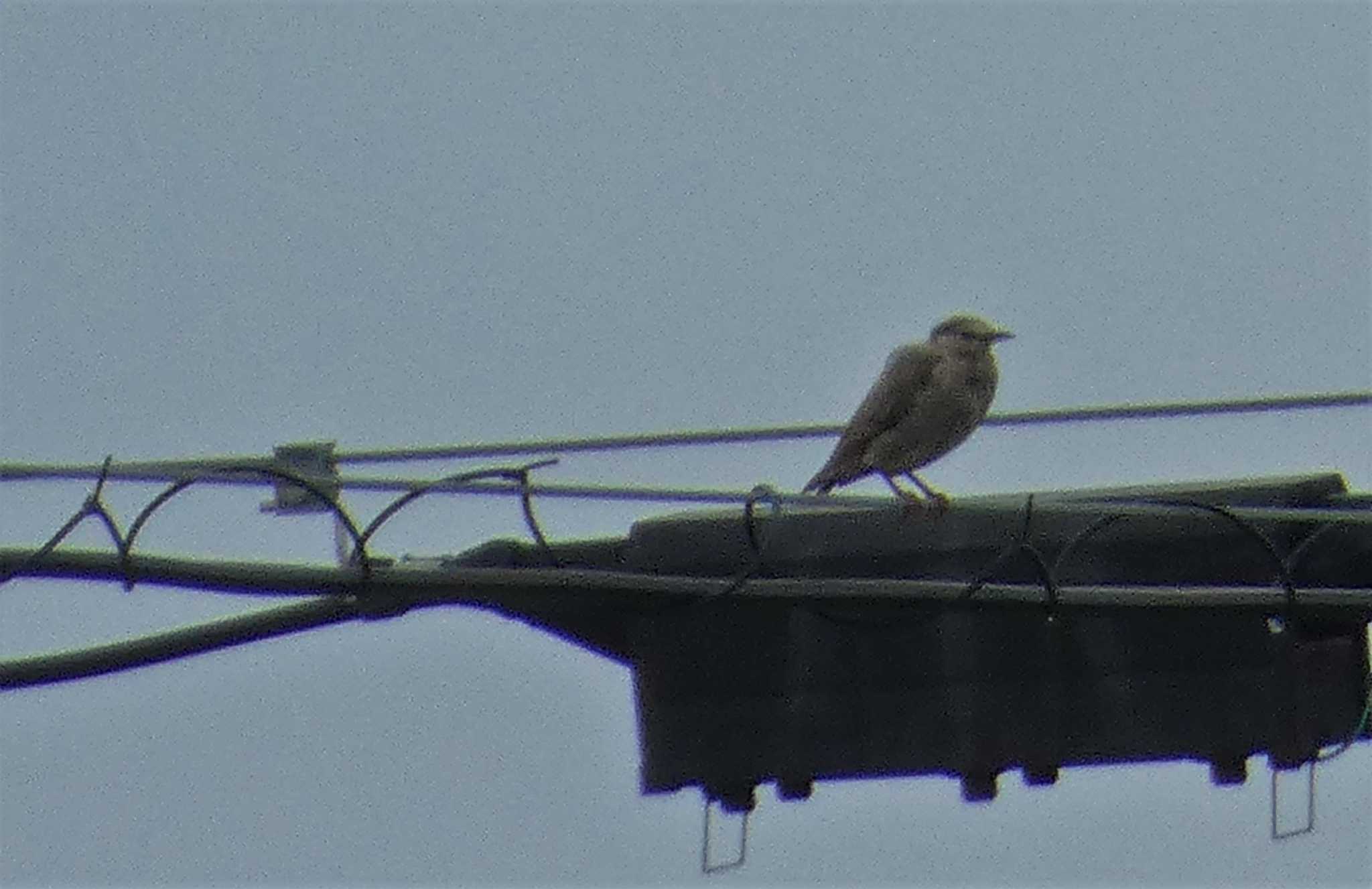 White-cheeked Starling