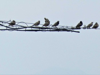 White-cheeked Starling 大池公園 Wed, 8/16/2023