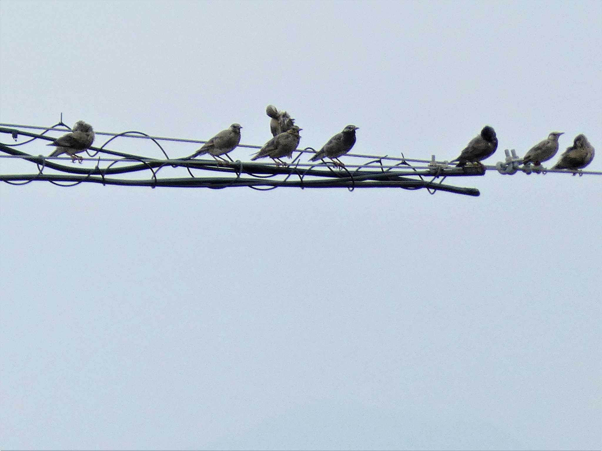 White-cheeked Starling