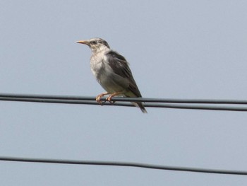 White-cheeked Starling 大池公園 Wed, 8/16/2023