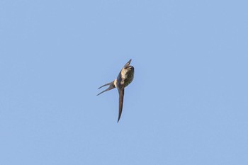 Red-rumped Swallow 茨城県日立市 Fri, 8/18/2023