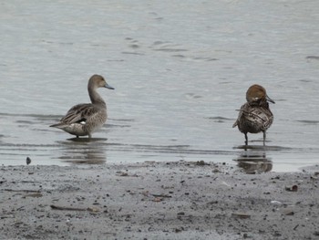 Northern Pintail 大池公園 Wed, 8/16/2023