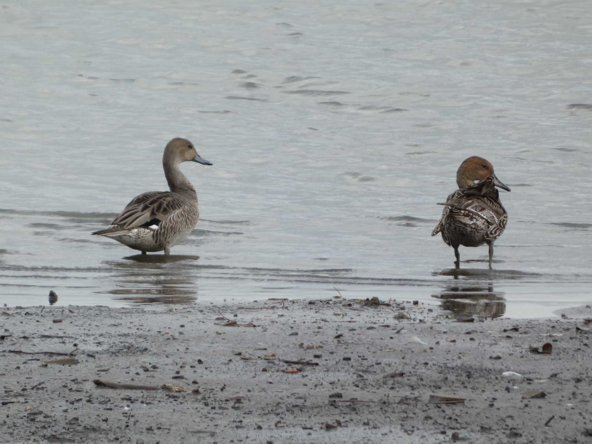 Northern Pintail