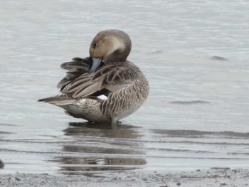 Northern Pintail 大池公園 Wed, 8/16/2023