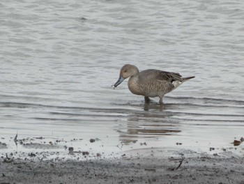 Northern Pintail 大池公園 Wed, 8/16/2023