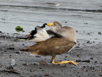 Grey-headed Lapwing 大池公園 Wed, 8/16/2023