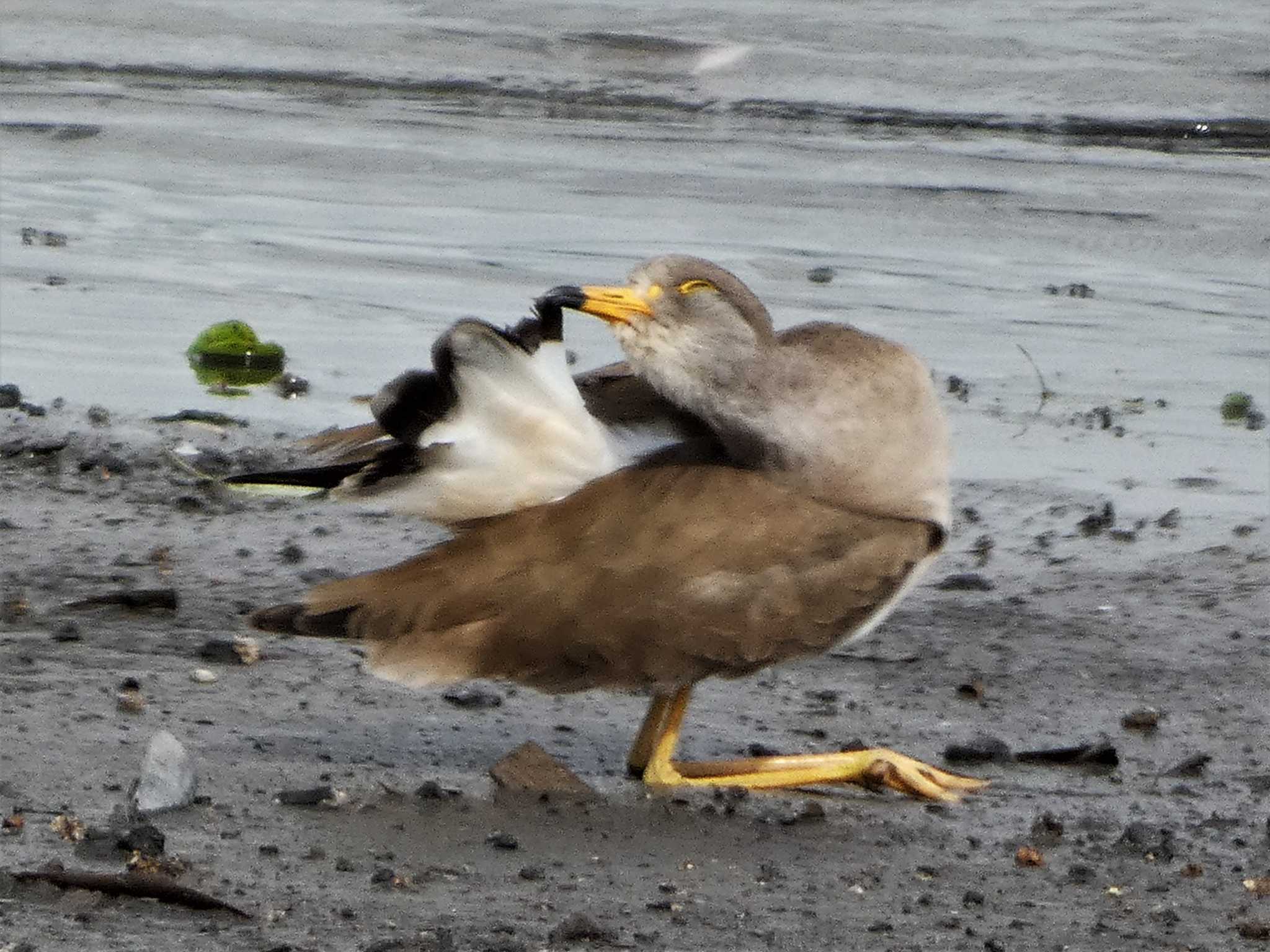 Grey-headed Lapwing