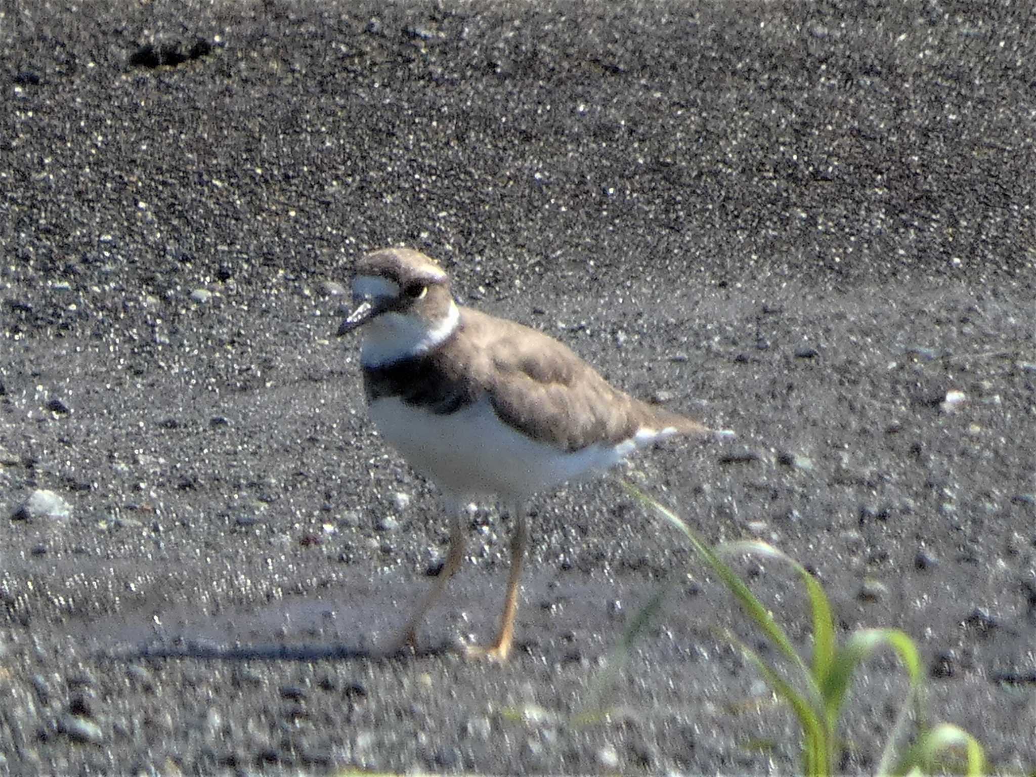 Photo of Long-billed Plover at 酒匂川河口 by koshi