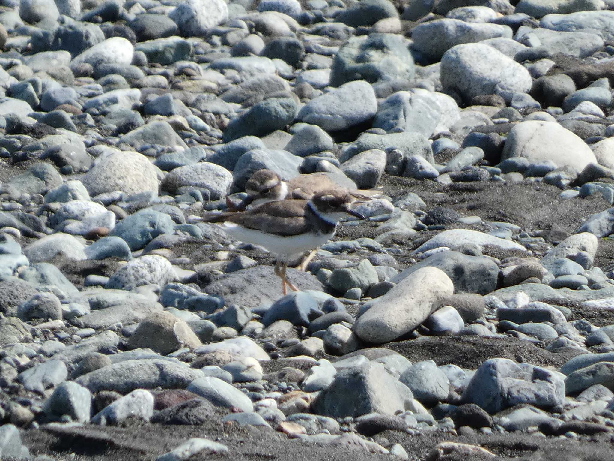 Long-billed Plover