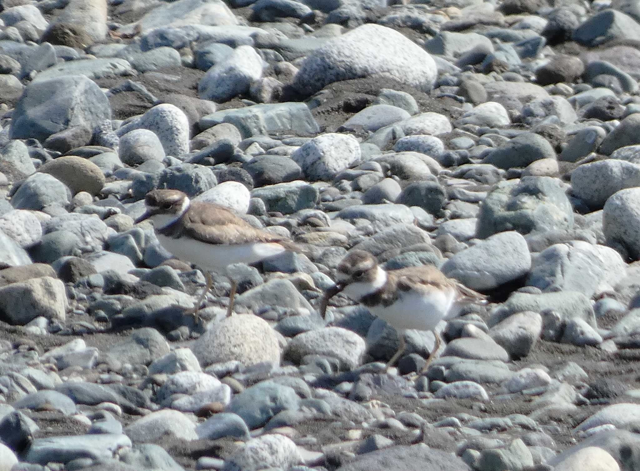 Long-billed Plover