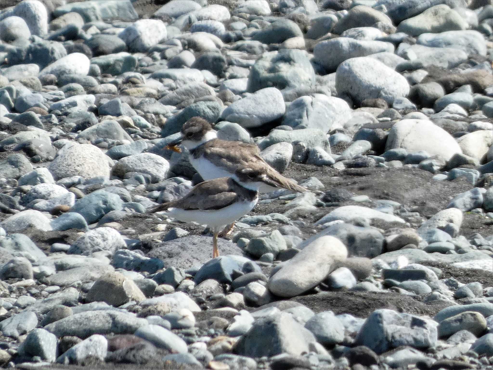 Long-billed Plover