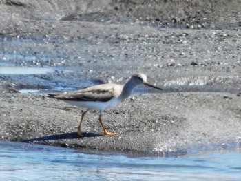 2023年8月17日(木) 酒匂川河口の野鳥観察記録