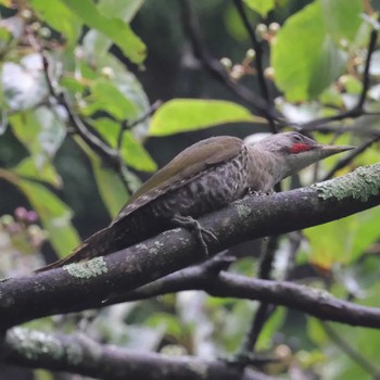 Japanese Green Woodpecker 伊香保森林公園 Unknown Date