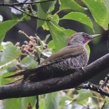 アオゲラ 伊香保森林公園 撮影日未設定