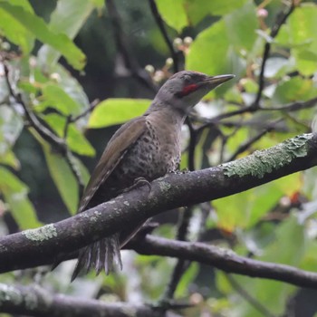 Japanese Green Woodpecker 伊香保森林公園 Unknown Date