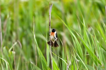 Amur Stonechat 八島湿原(八島ヶ原湿原) Mon, 8/7/2023