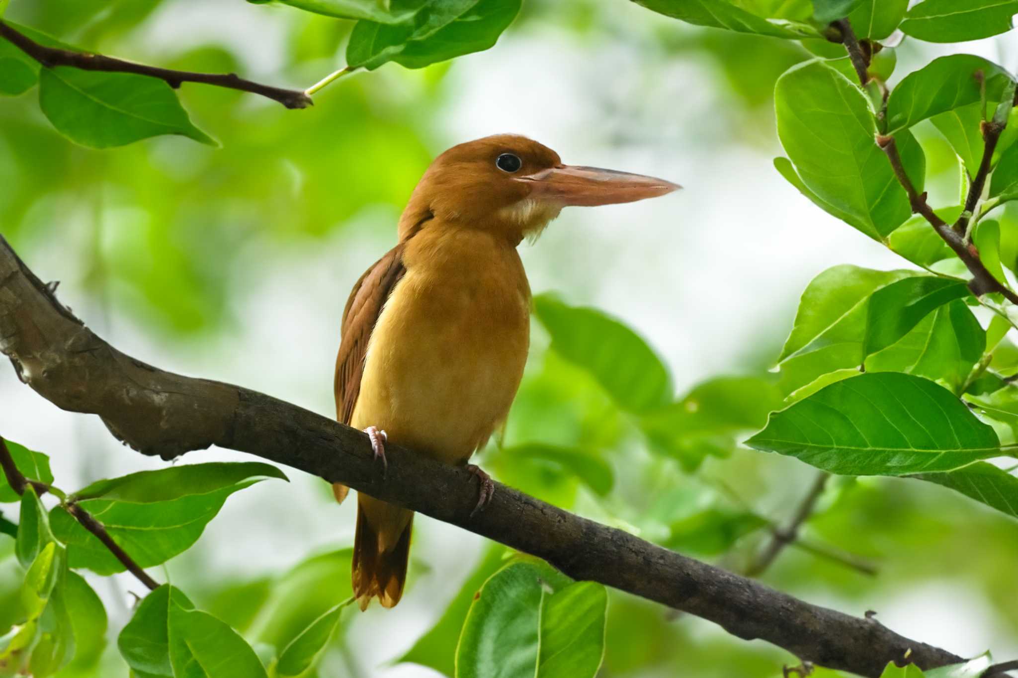 Photo of Ruddy Kingfisher at  by Yokai