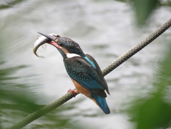 カワセミ 洗足池公園 2018年8月24日(金)