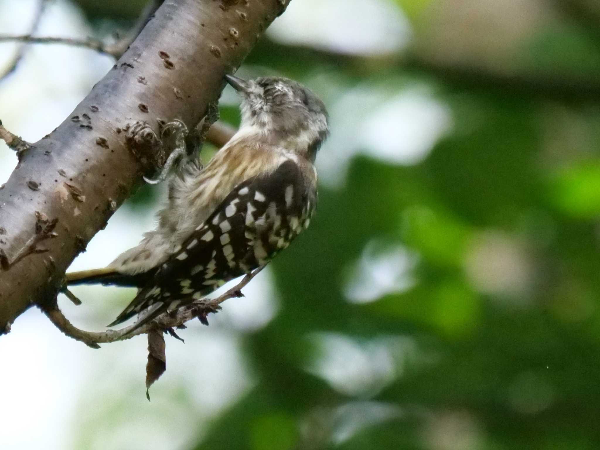 （※昨年撮影）　やっぱし、硬そうな木だもの・・。 by little birds