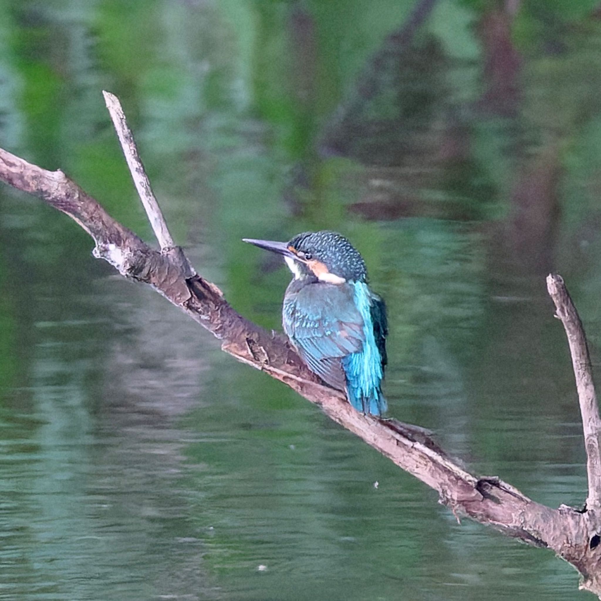 西岡公園(西岡水源地) カワセミの写真