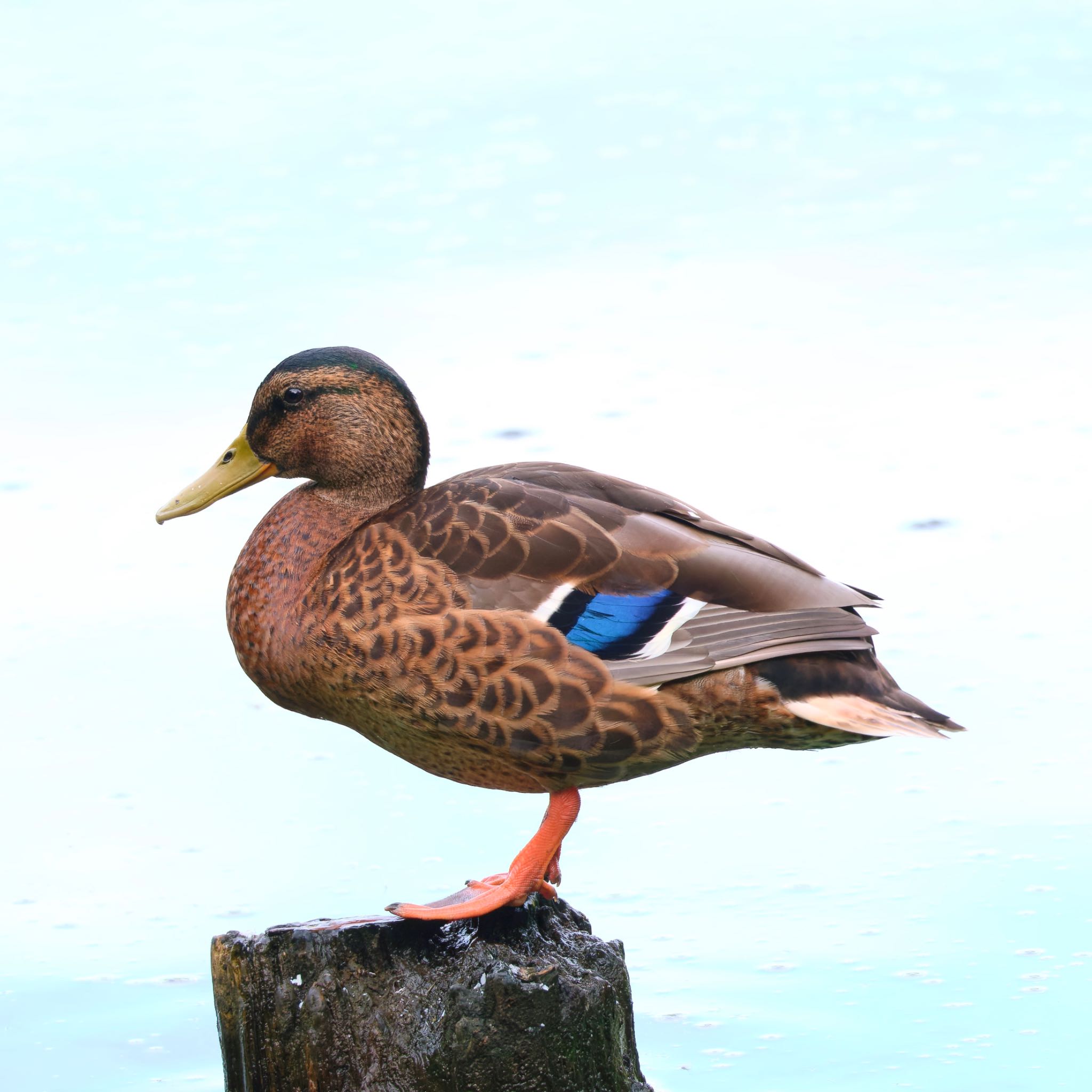 西岡公園(西岡水源地) マガモの写真