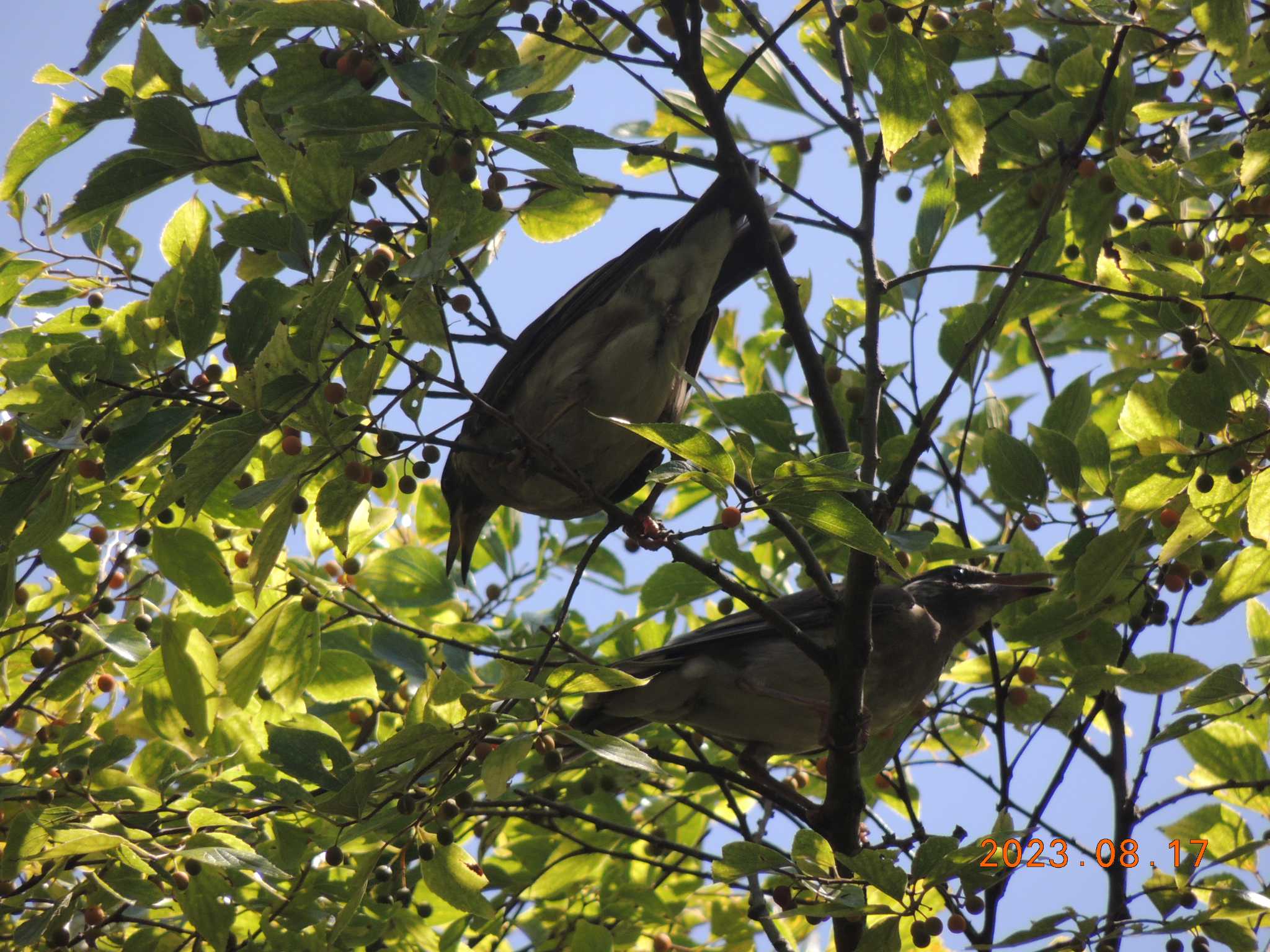 葛西臨海公園 ムクドリの写真