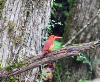 Ruddy Kingfisher Unknown Spots Fri, 6/23/2023