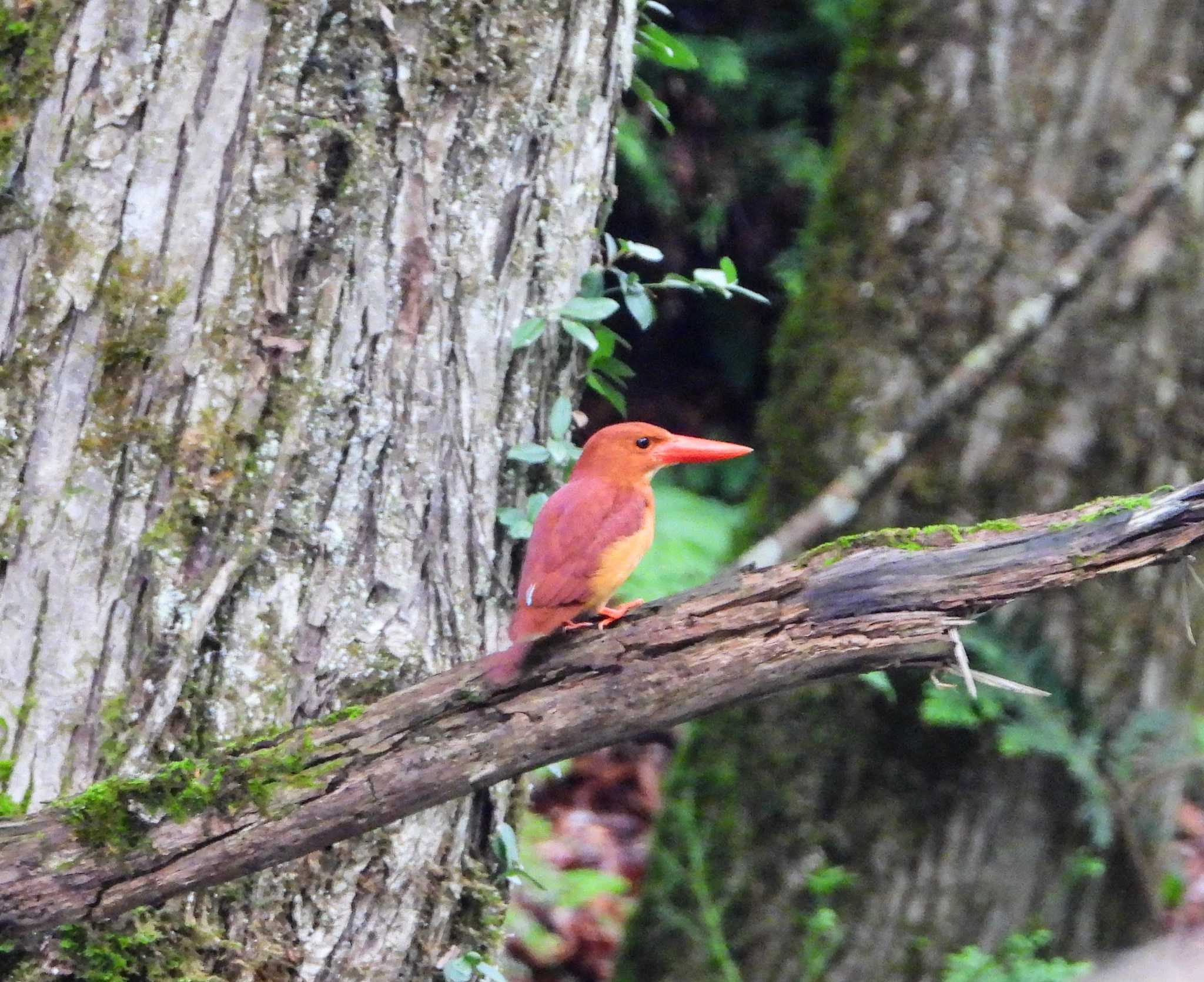 Photo of Ruddy Kingfisher at  by サジタリウスの眼