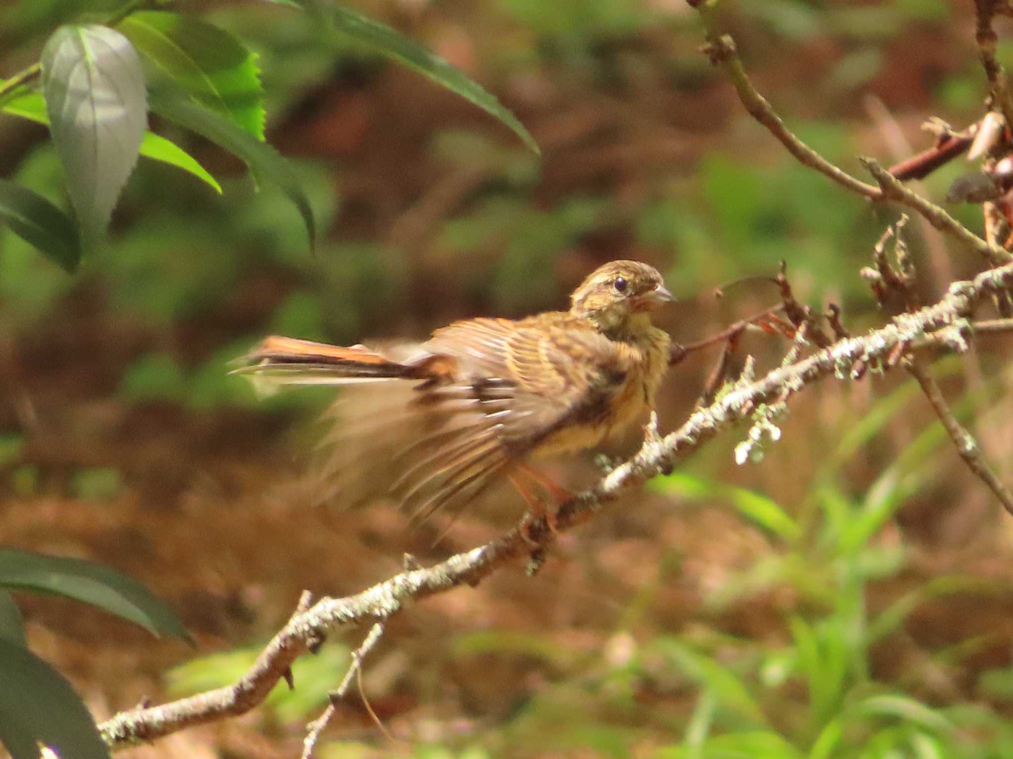 Photo of Meadow Bunting at 創造の森(山梨県) by ゆ