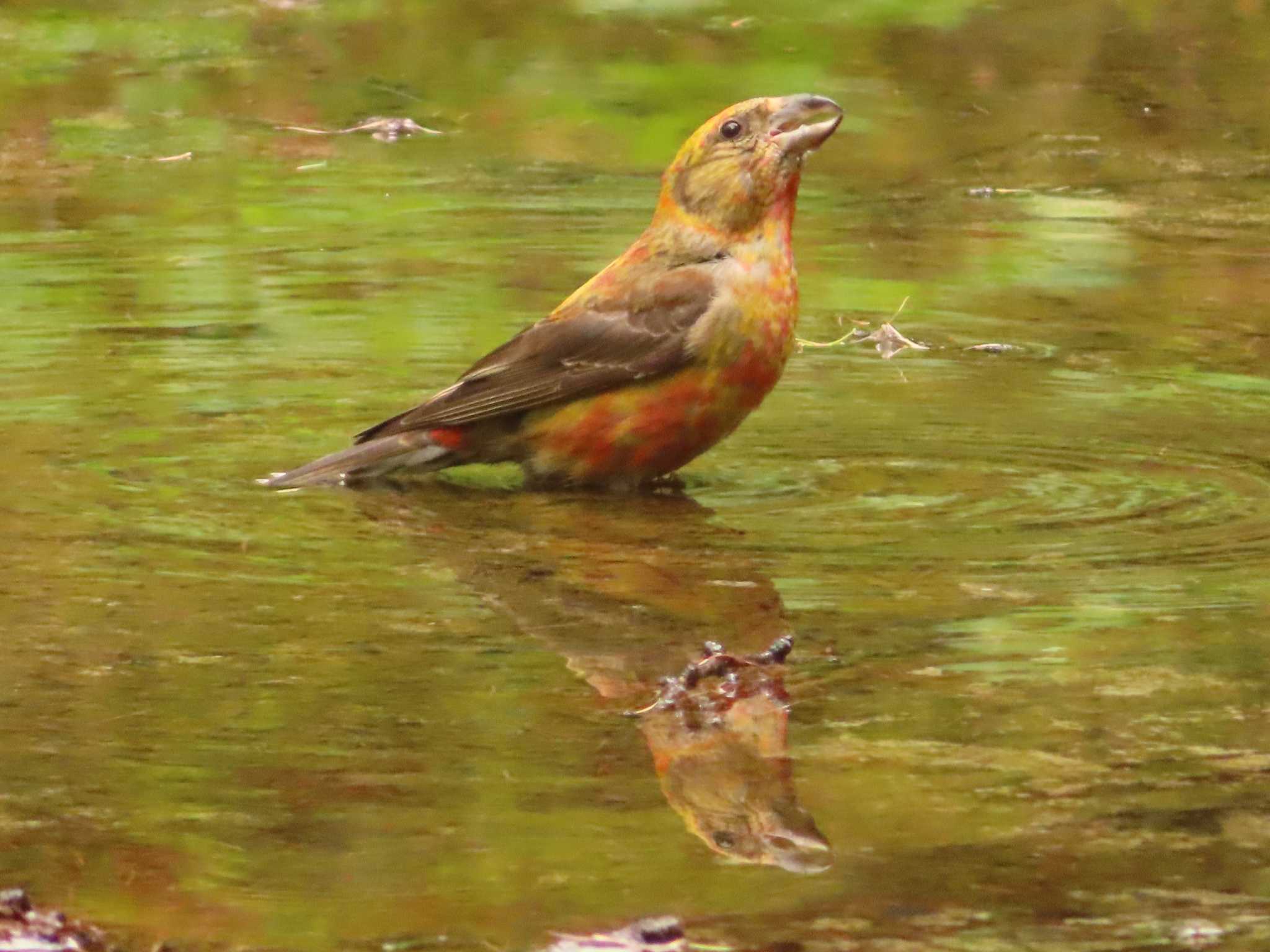 Photo of Red Crossbill at 創造の森(山梨県) by ゆ