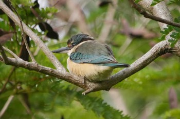 Sacred Kingfisher ケアンズ Mon, 8/7/2023