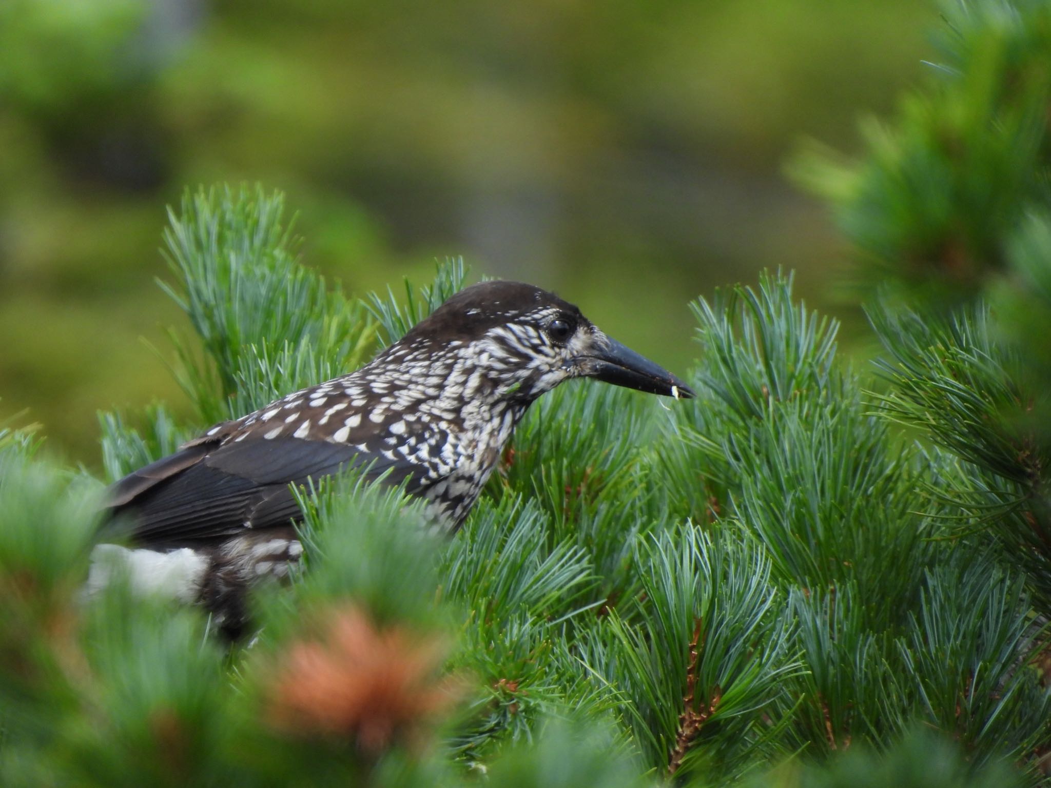 Photo of Spotted Nutcracker at  by amy