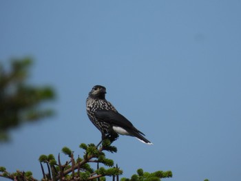 Spotted Nutcracker 宮城蔵王 Thu, 8/17/2023