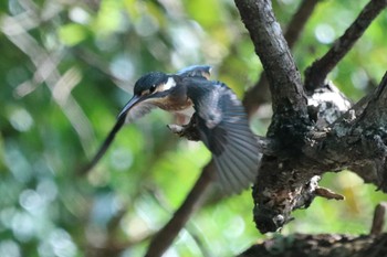 Common Kingfisher 祖父江ワイルドネイチャー緑地 Sat, 8/19/2023