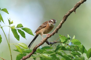 Meadow Bunting 祖父江ワイルドネイチャー緑地 Sat, 8/19/2023