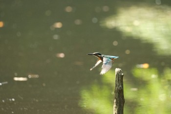 2023年8月19日(土) 愛鷹広域公園の野鳥観察記録