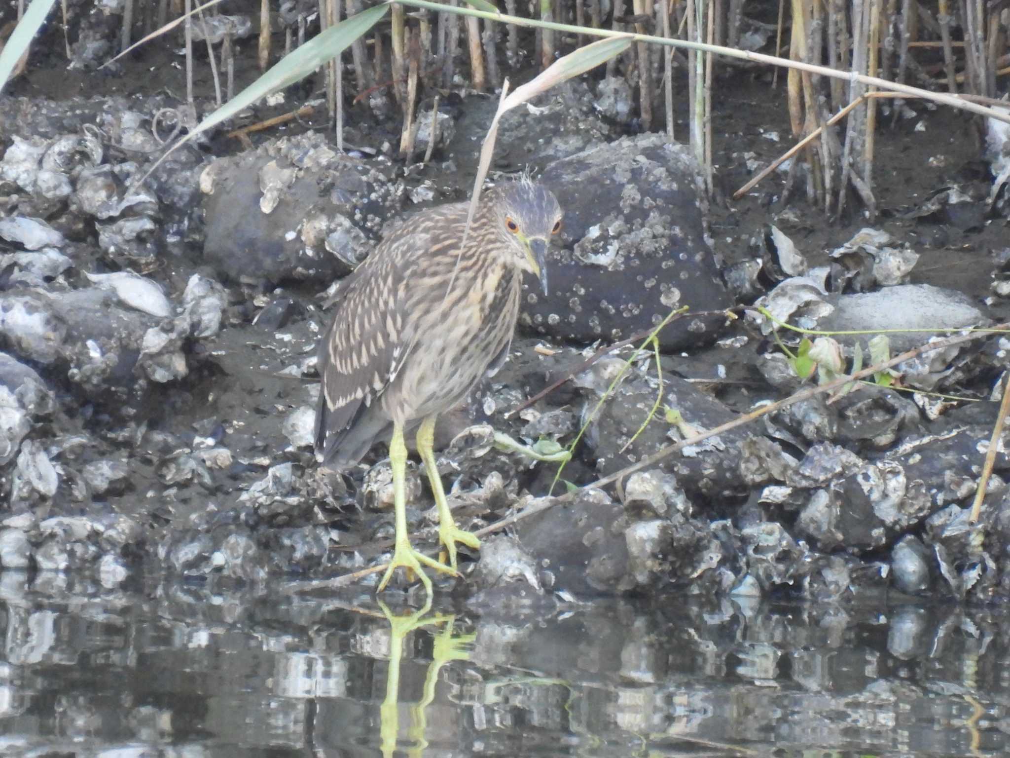 Black-crowned Night Heron