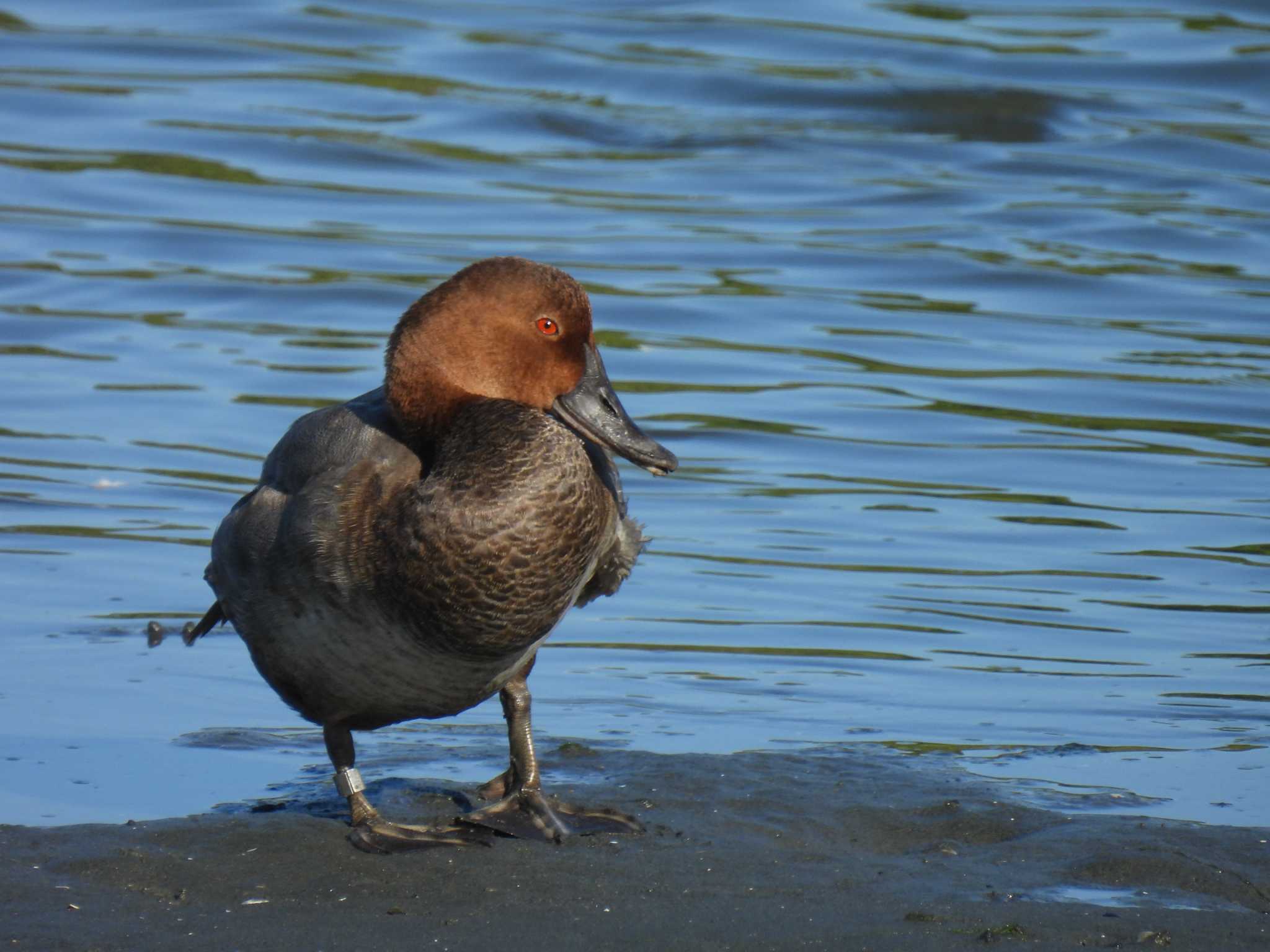 Common Pochard