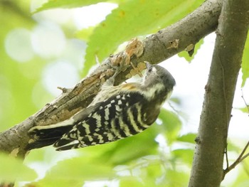 コゲラ こども自然公園 (大池公園/横浜市) 2023年8月19日(土)