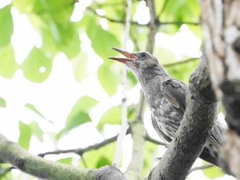 ヒヨドリ こども自然公園 (大池公園/横浜市) 2023年8月19日(土)