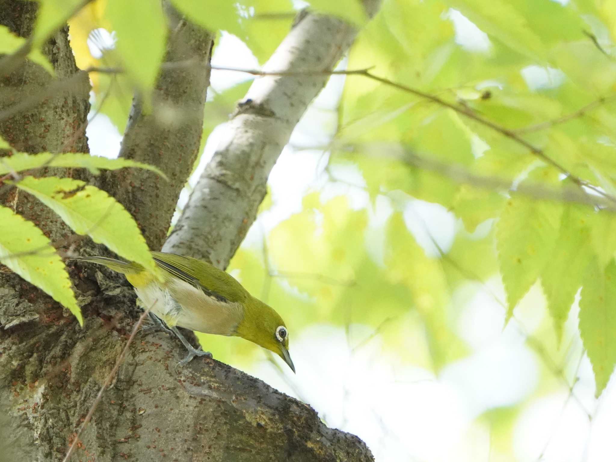 こども自然公園 (大池公園/横浜市) メジロの写真 by tacya2