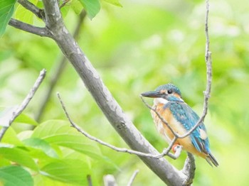 カワセミ こども自然公園 (大池公園/横浜市) 2023年8月12日(土)