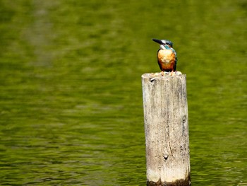 カワセミ こども自然公園 (大池公園/横浜市) 2023年8月5日(土)