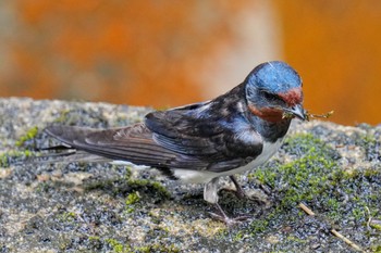 Barn Swallow 松之山 Sat, 6/24/2023